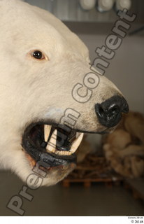 Polar bear head mouth nose 0001.jpg